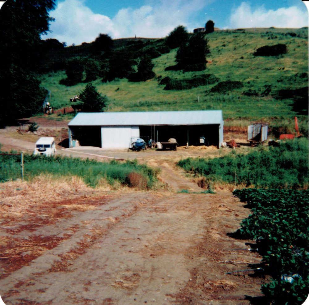 Original Shed before it was a straweberr ypacking shed