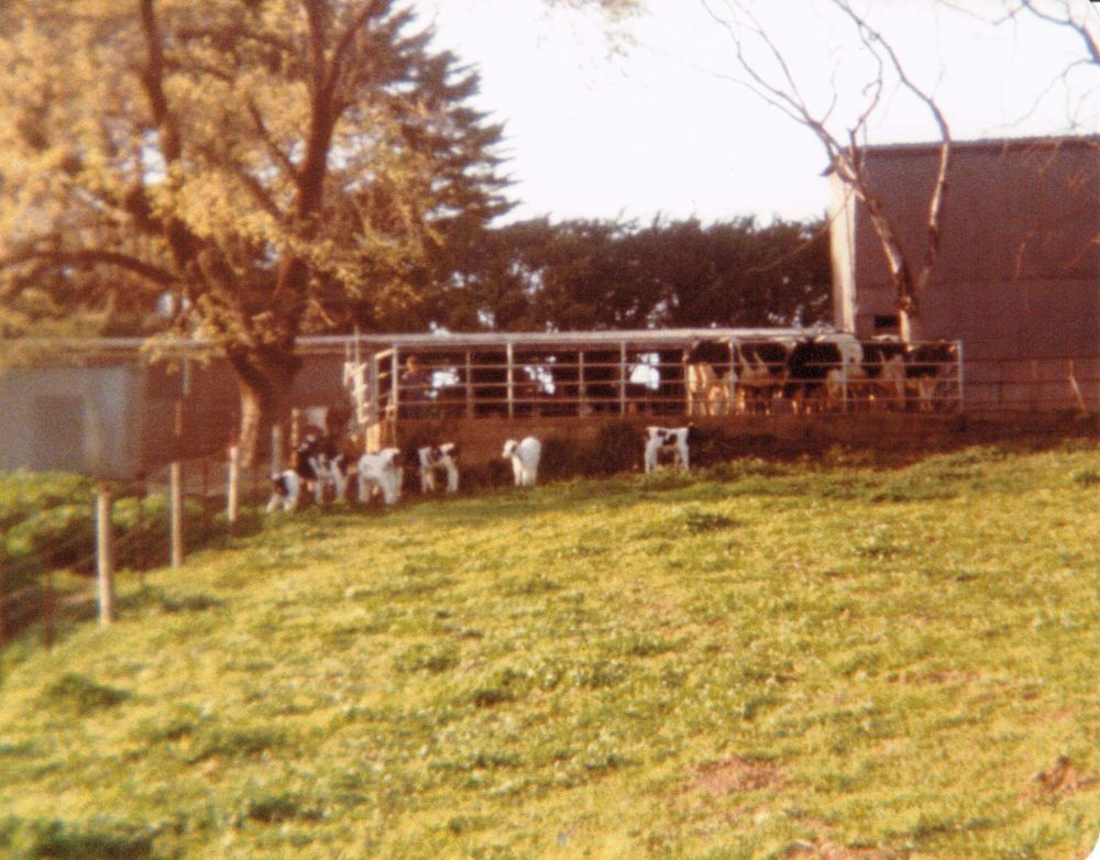 The Netherhill dairy from the house in about 1982