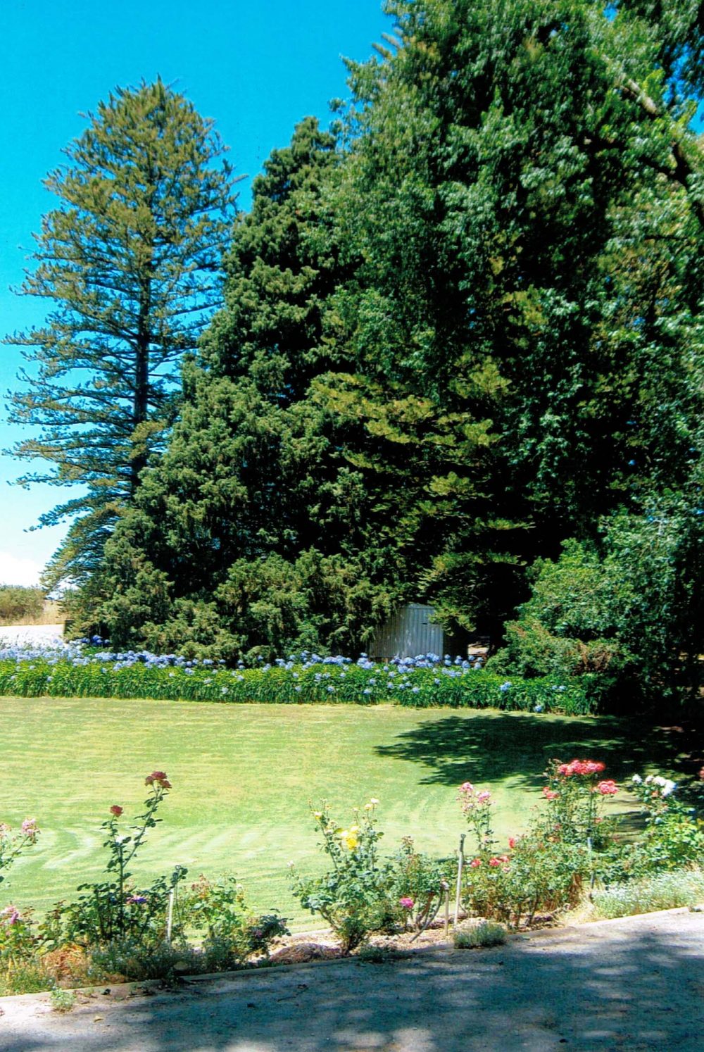 The pines near the workshop at Netherhill in 2007 mentinoed in the story