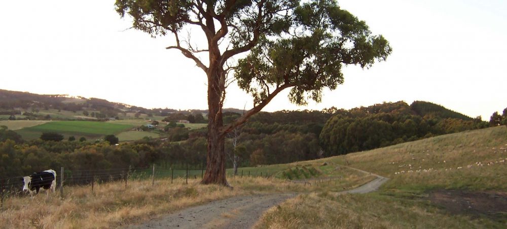 View from Windy Hill
